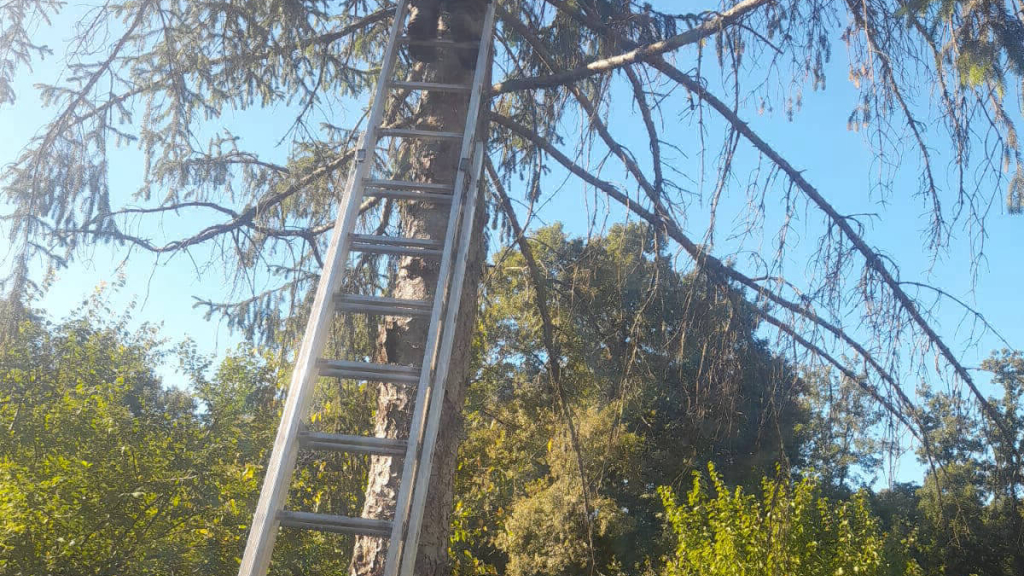 ALBERI